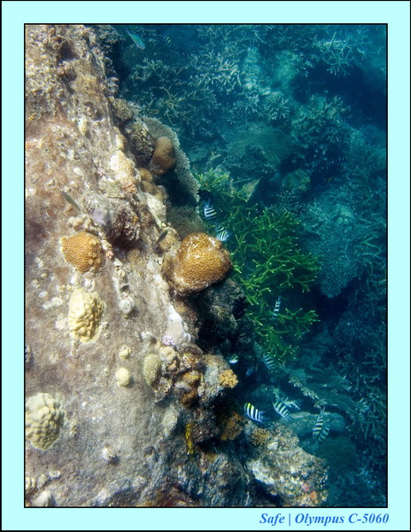 2006 - 07 - Perhentian - Plongee 158